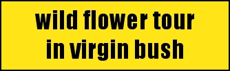 wild flower tour
in virgin bush