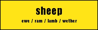 sheep
ewe / ram / lamb / wether