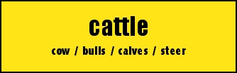 cattle
cow / bulls / calves / steer