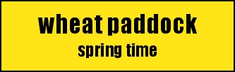 wheat paddock 
spring time  
