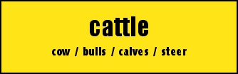 cattle
cow / bulls / calves / steer