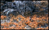 Koranje 2.tif