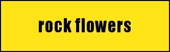 rock flowers